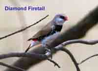 Firetail